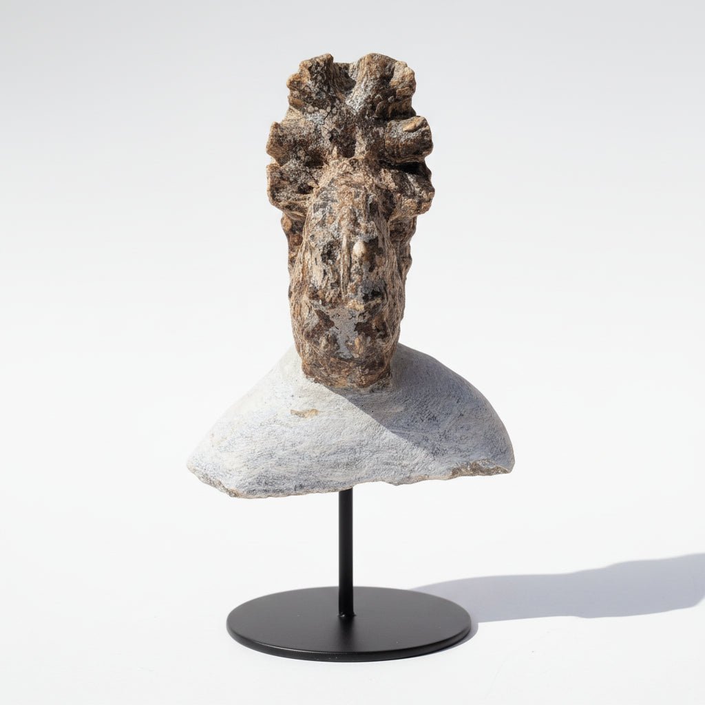 Perisphinctes Fossil in Matrix, 16 cm – AD-18701 - PaleoDeserts
