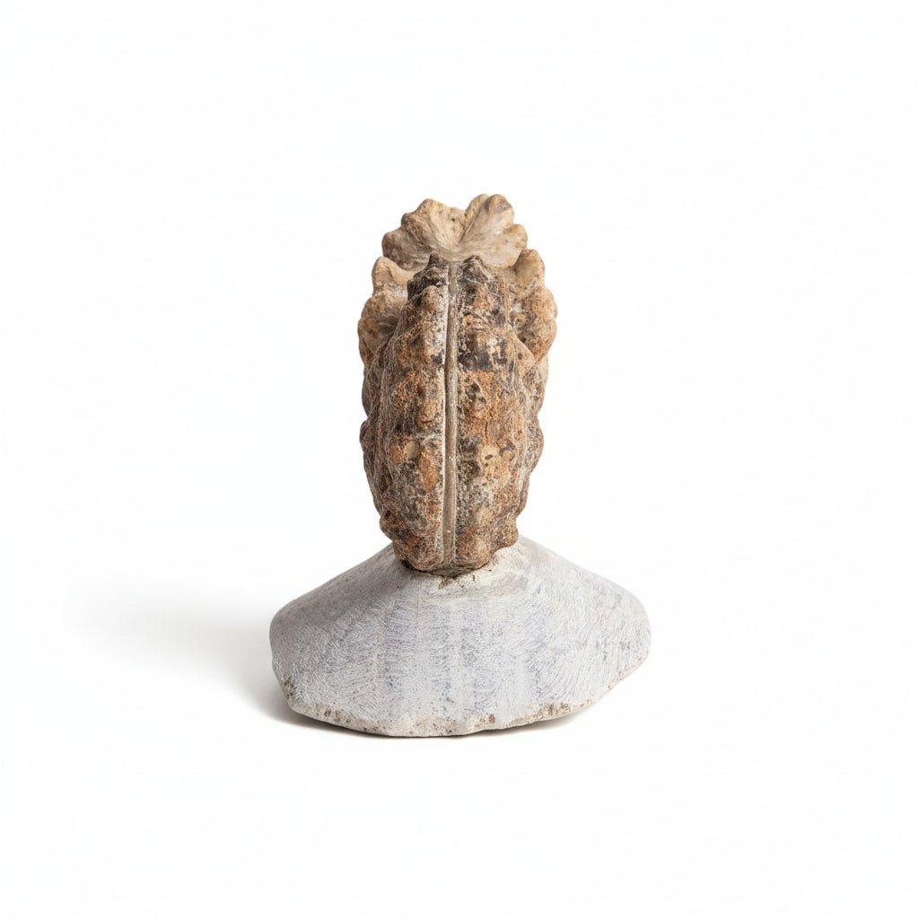 Perisphinctes Fossil in Matrix, 16 cm – AD-18701 - PaleoDeserts