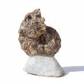 Perisphinctes Fossil in Matrix, 16 cm – AD-18701 - PaleoDeserts
