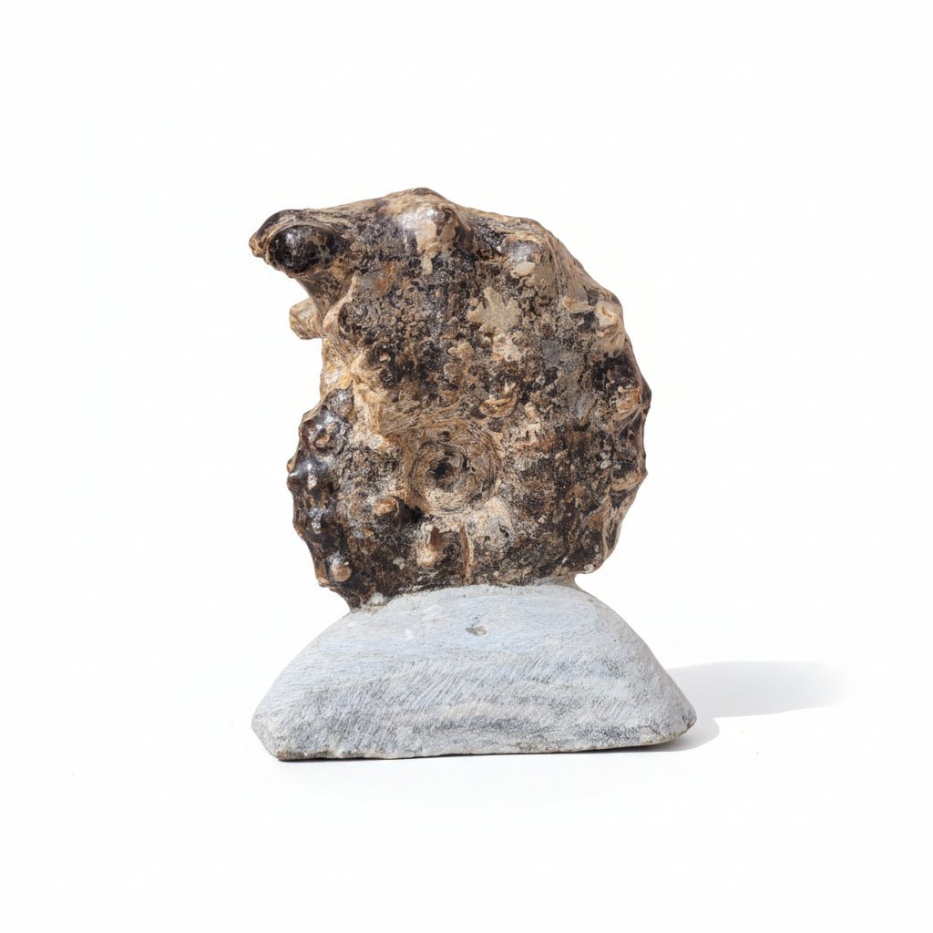 Perisphinctes Fossil in Matrix, 16 cm – AD-18701 - PaleoDeserts