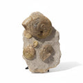 Perisphinctes Fossil in Matrix, 22 cm – AD-18708 - PaleoDeserts
