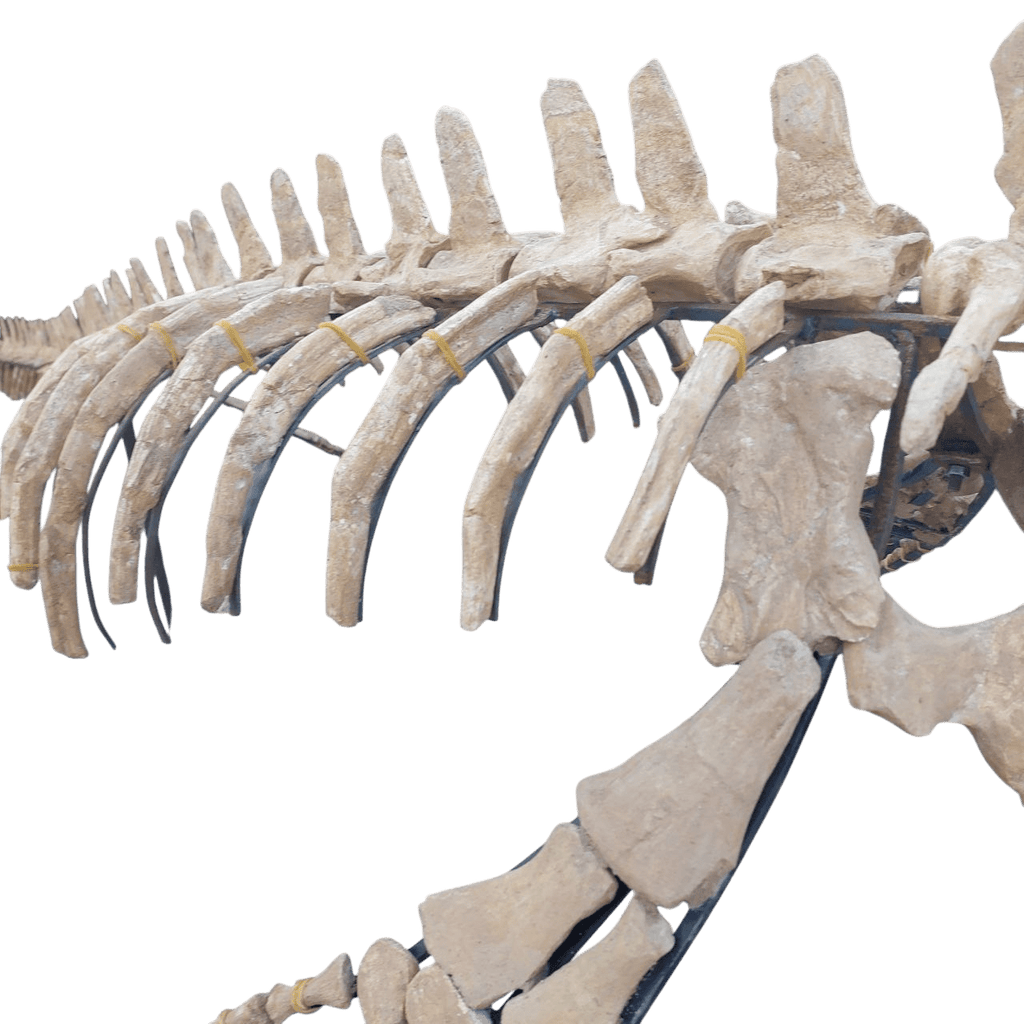 platecarpus Skeleton Fossil, 197 in – AD-16603 - PaleoDeserts