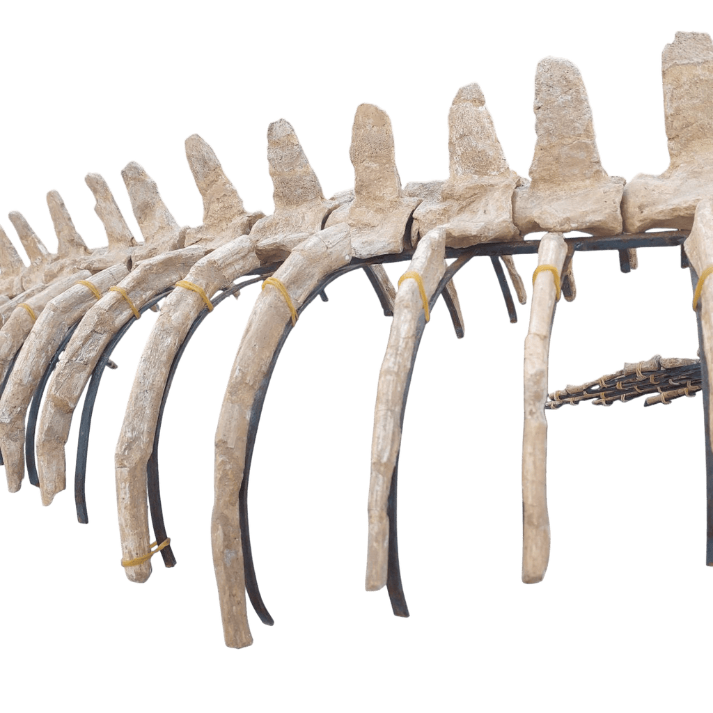 platecarpus Skeleton Fossil, 197 in – AD-16603 - PaleoDeserts