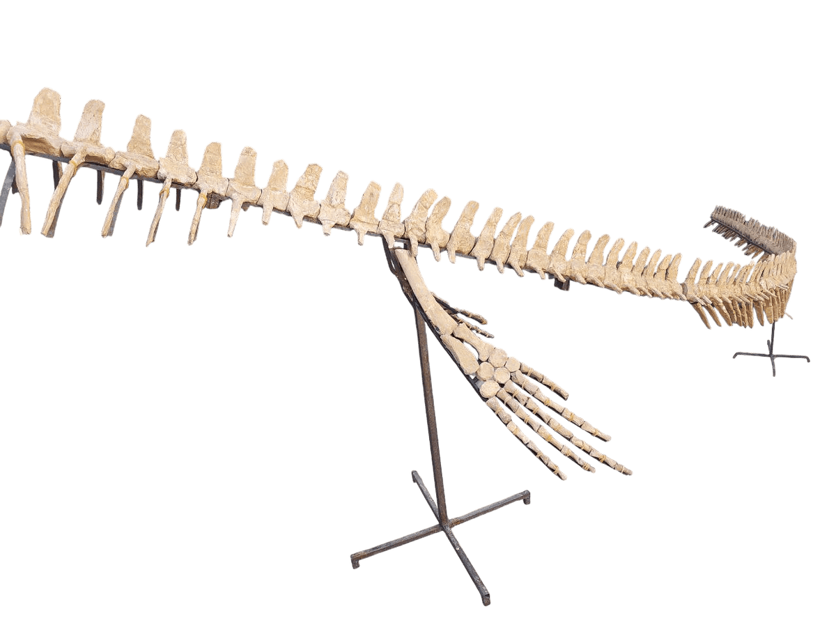 platecarpus Skeleton Fossil, 197 in – AD-16603 - PaleoDeserts