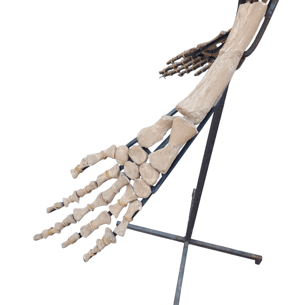 platecarpus Skeleton Fossil, 197 in – AD-16603 - PaleoDeserts