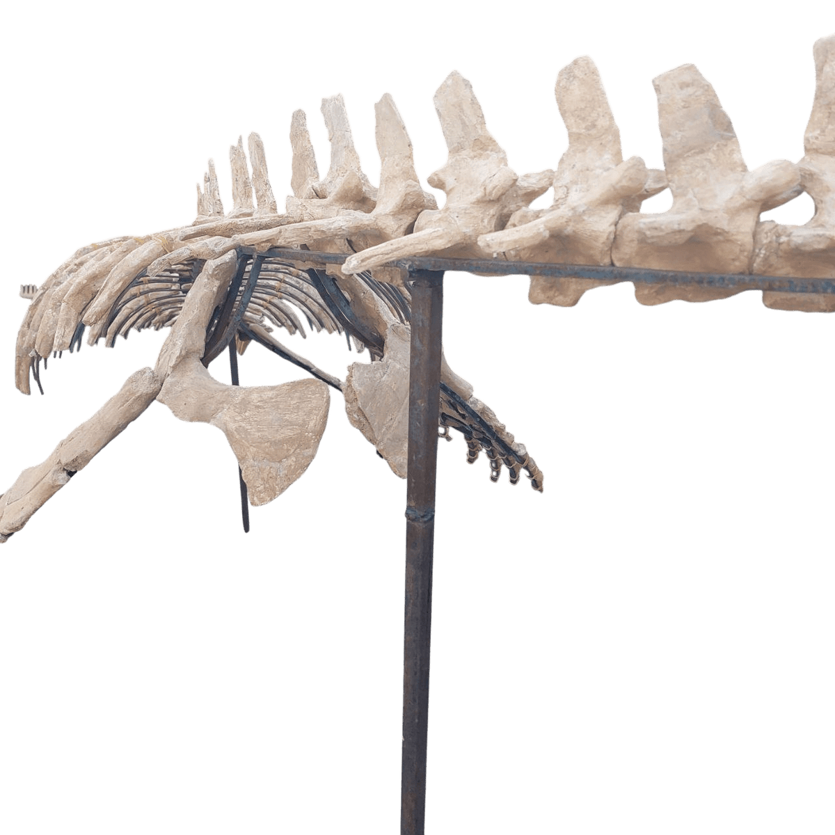 platecarpus Skeleton Fossil, 197 in – AD-16603 - PaleoDeserts