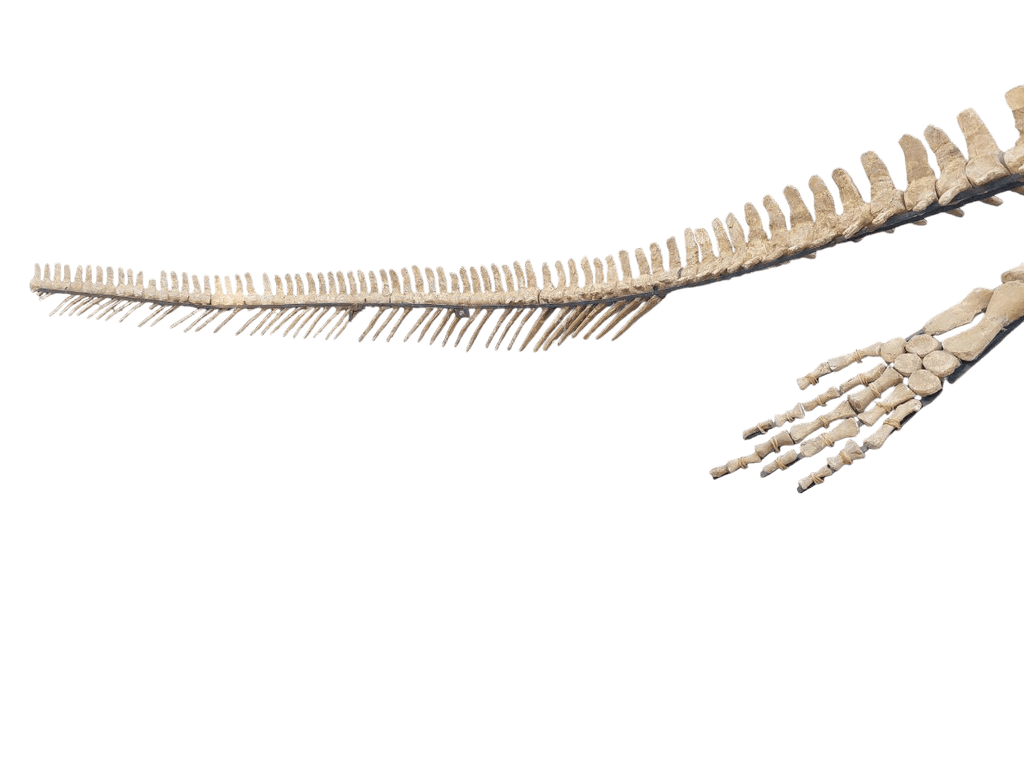 platecarpus Skeleton Fossil, 197 in – AD-16603 - PaleoDeserts