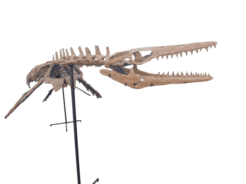 platecarpus Skeleton Fossil, 197 in – AD-16603 - PaleoDeserts