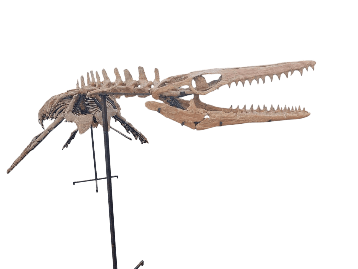 platecarpus Skeleton Fossil, 197 in – AD-16603 - PaleoDeserts