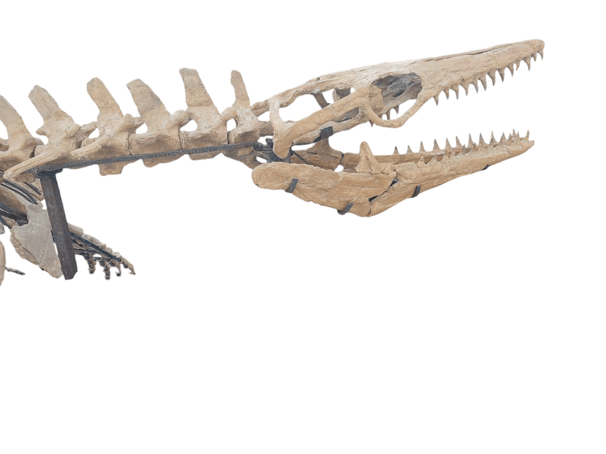 platecarpus Skeleton Fossil, 197 in – AD-16603 - PaleoDeserts