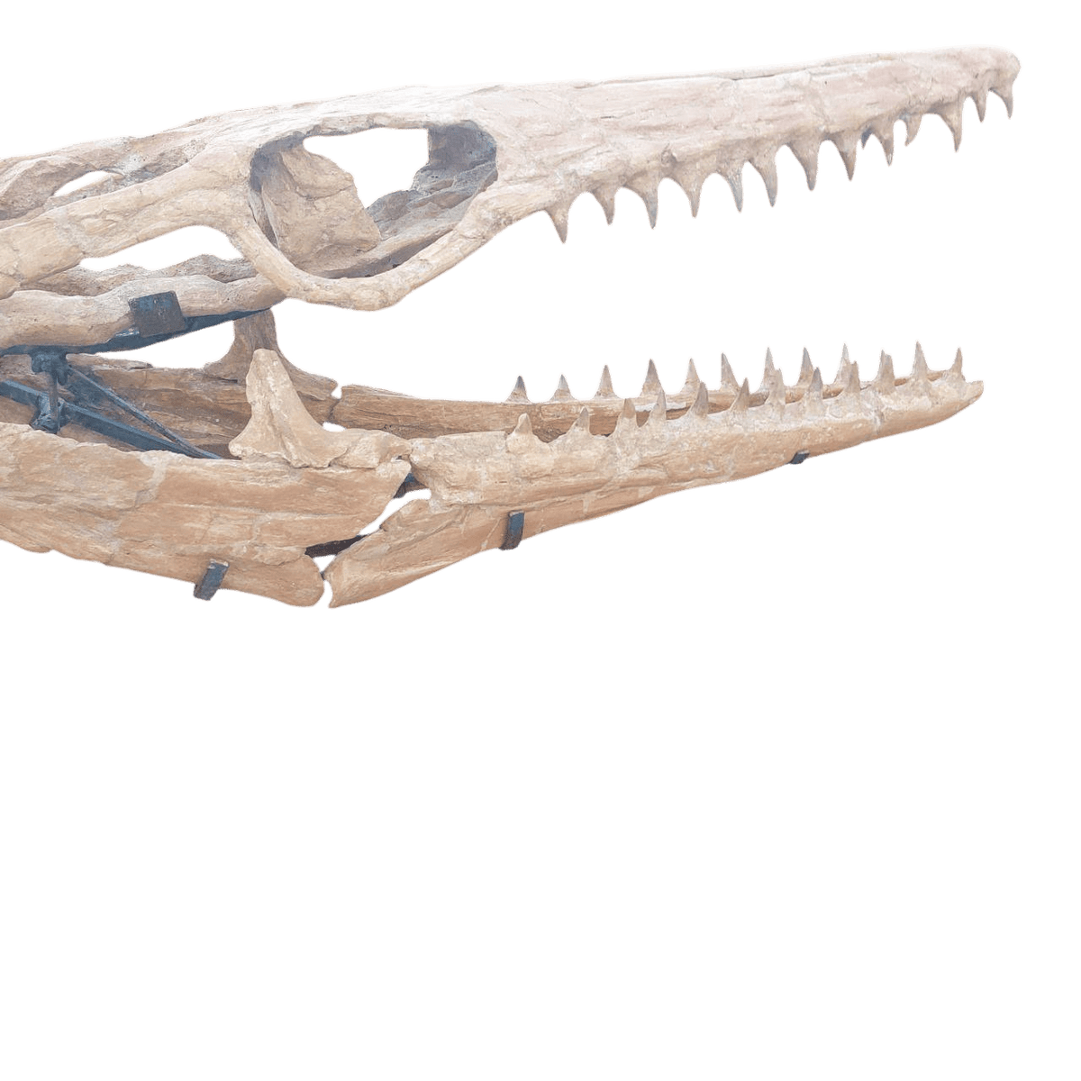 platecarpus Skeleton Fossil, 197 in – AD-16603 - PaleoDeserts
