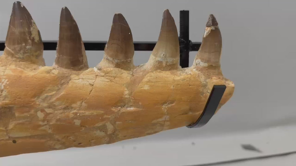 Natural Mosasaur Jaw Fossilized Late Cretaceous, 57 cm – PD-MJW-0057