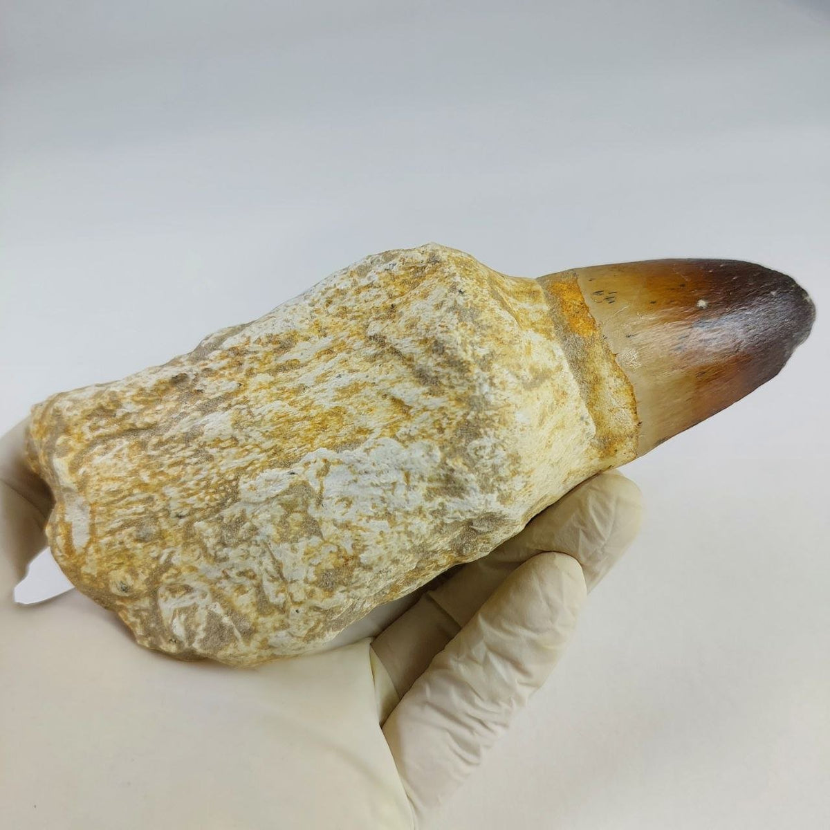 Prognathodon Currii Fossil Tooth, 6.2 in / 15CM – AD-15719 - PaleoDeserts