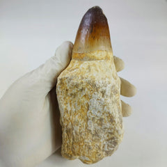 Prognathodon currii Mosasaur Tooth Fossil – 6.2 in (15 cm), Sidi Chennane, Morocco