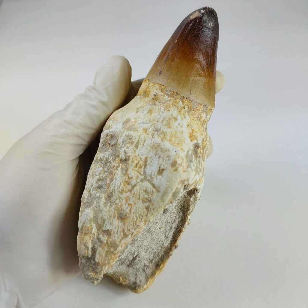 Prognathodon Currii Fossil Tooth, 6.2 in / 15CM – AD-15719 - PaleoDeserts