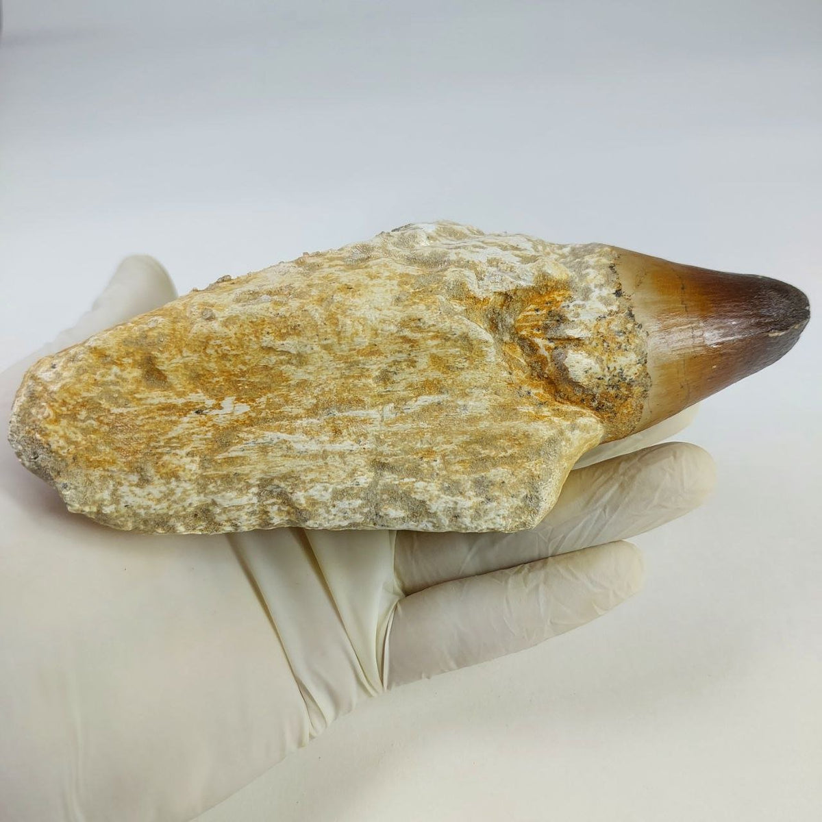 Prognathodon Currii Fossil Tooth, 6.2 in / 15CM – AD-15719 - PaleoDeserts