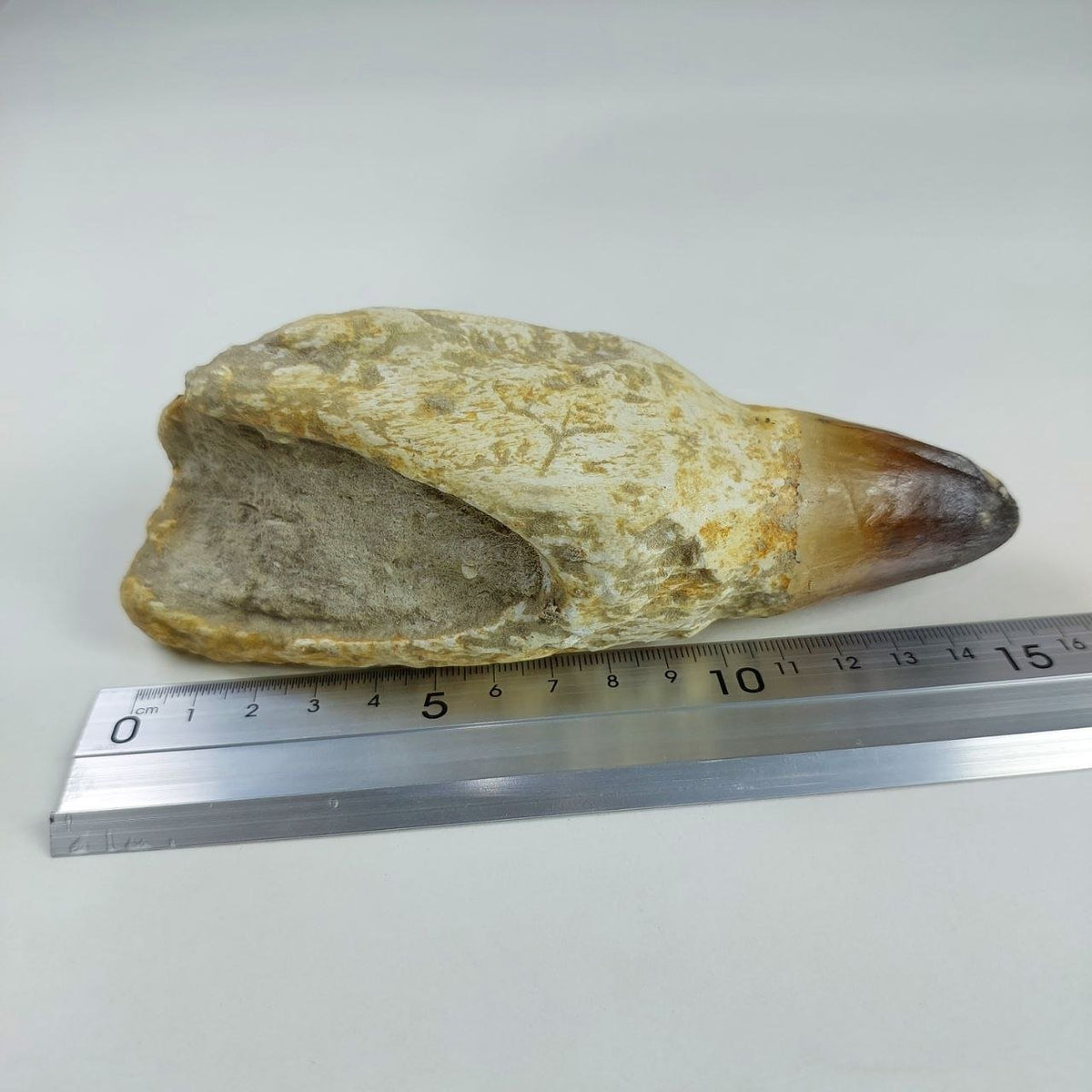 Prognathodon Currii Fossil Tooth, 6.2 in / 15CM – AD-15719 - PaleoDeserts