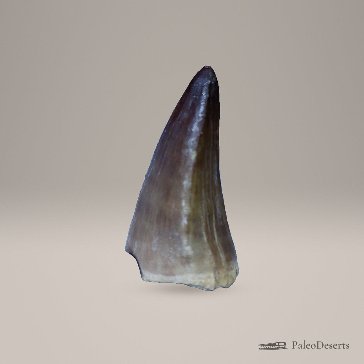 Prognathodon Mosasaur Tooth Fossil – 2.0 in (5.0 cm), Morocco – Specimen M-55 – view 4