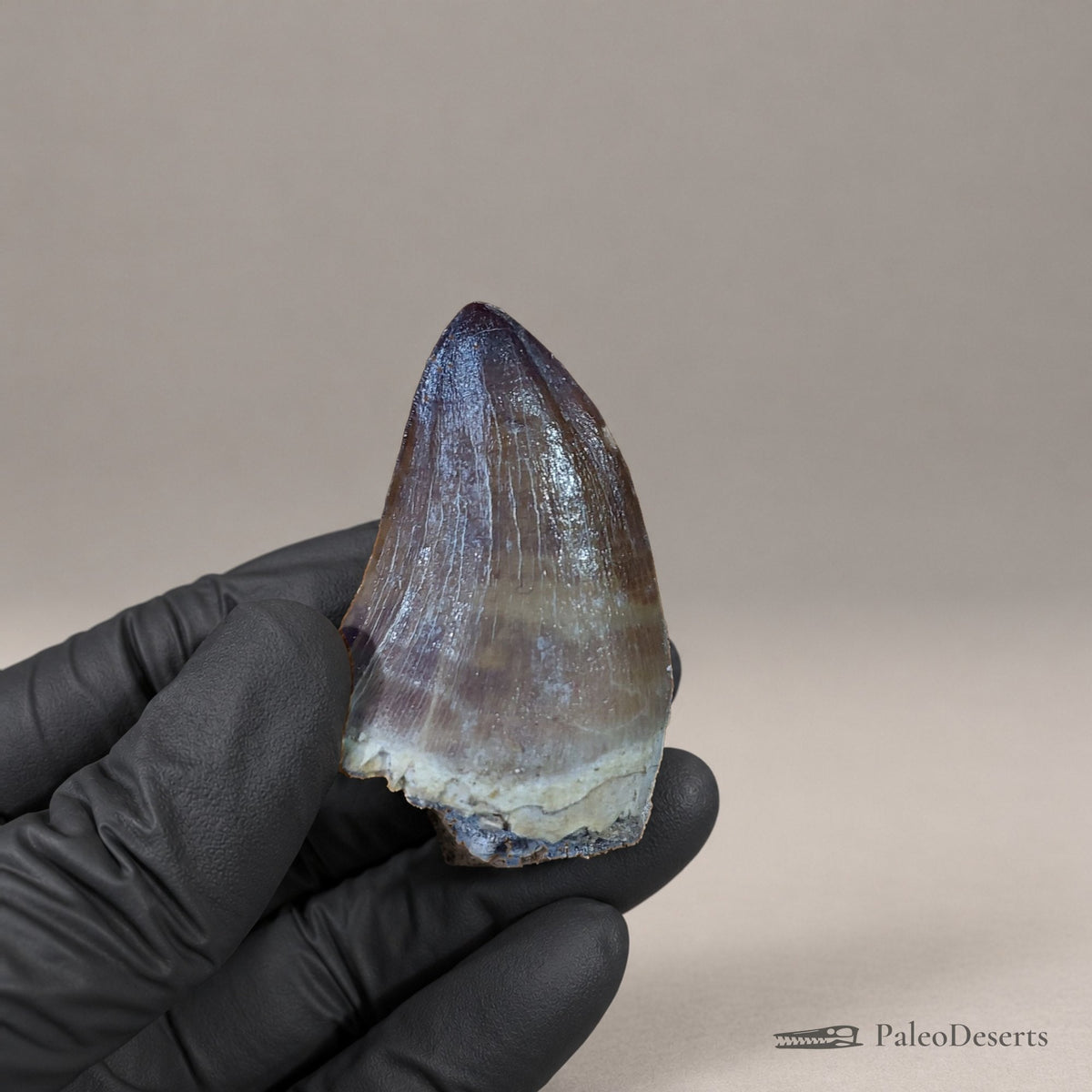 Prognathodon Mosasaur Tooth Fossil – 2.0 in (5.0 cm), Morocco – Specimen M-55