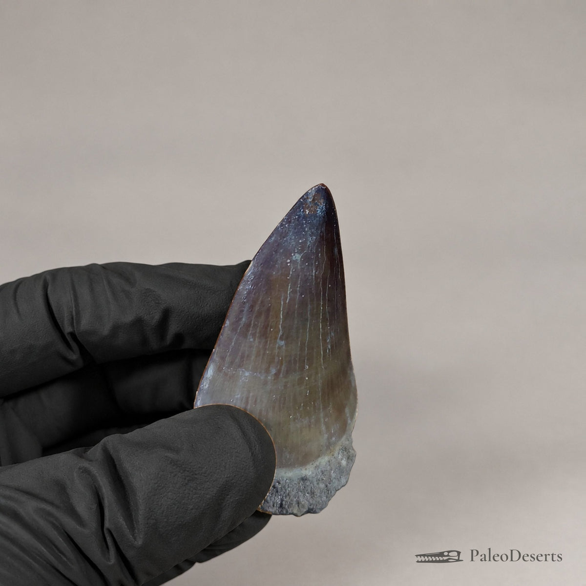 Prognathodon Mosasaur Tooth Fossil – 2.0 in (5.0 cm), Morocco – Specimen M-55 – view 5
