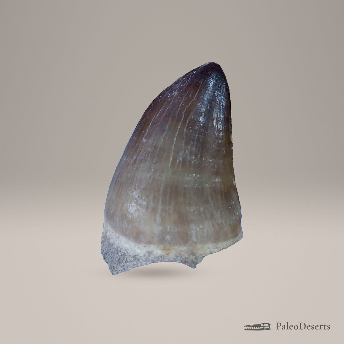 Prognathodon Mosasaur Tooth Fossil – second view