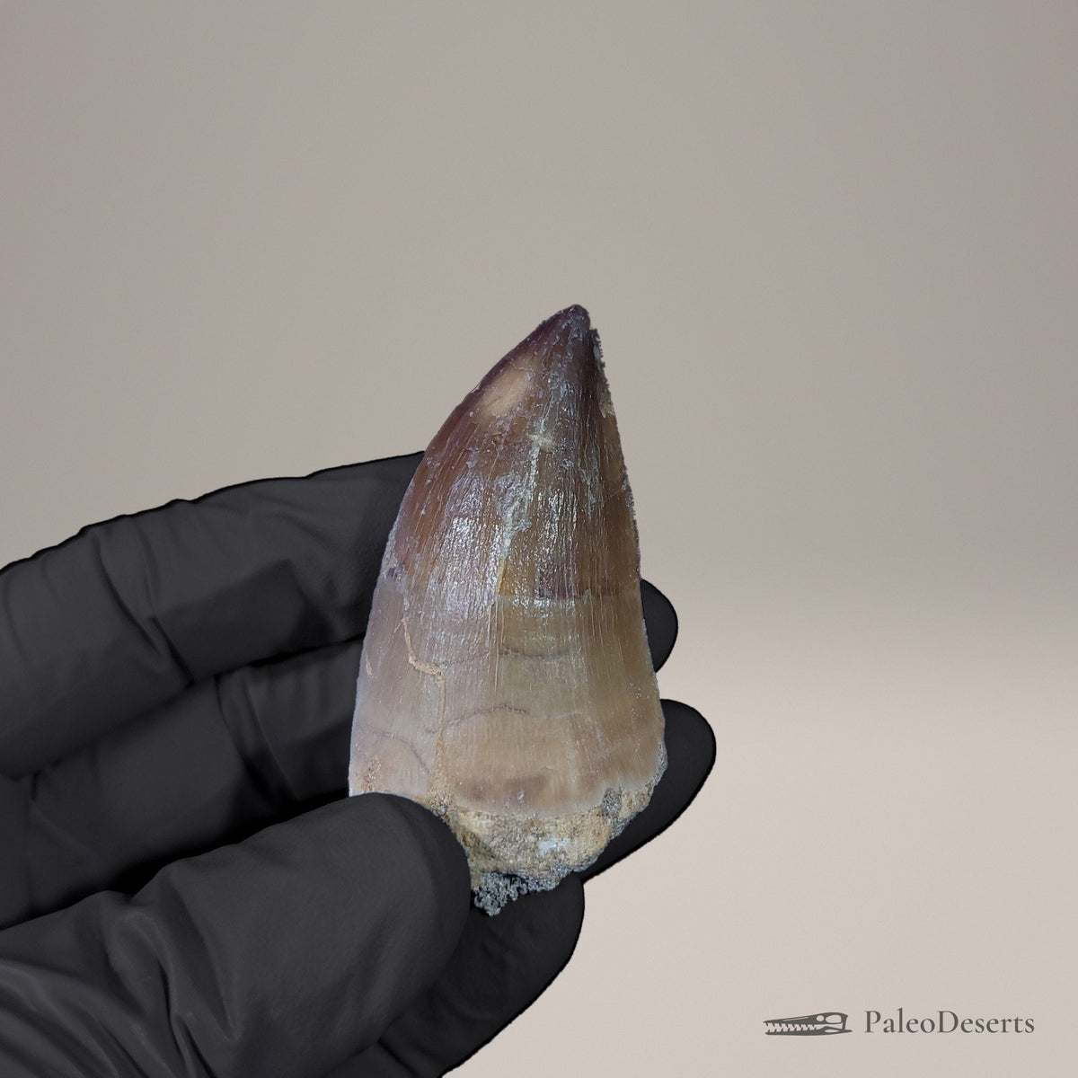 Prognathodon Mosasaur Tooth Fossil – 2.0 in (5.0 cm), Morocco – Specimen M-56 – view 4