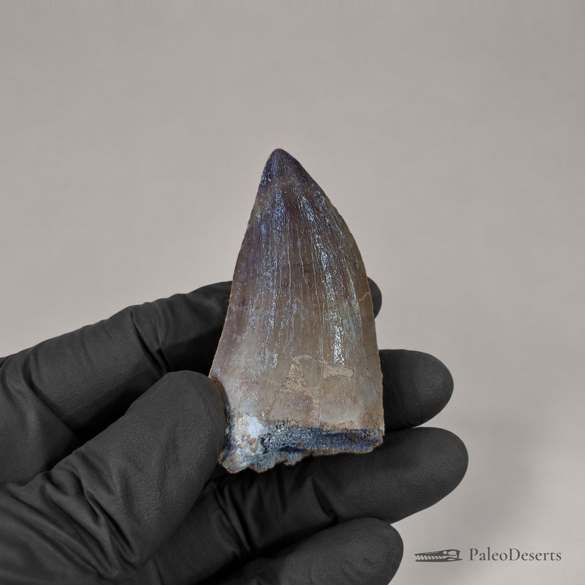 Prognathodon Mosasaur Tooth Fossil – 2.0 in (5.0 cm), Morocco – Specimen M-56 – view 1