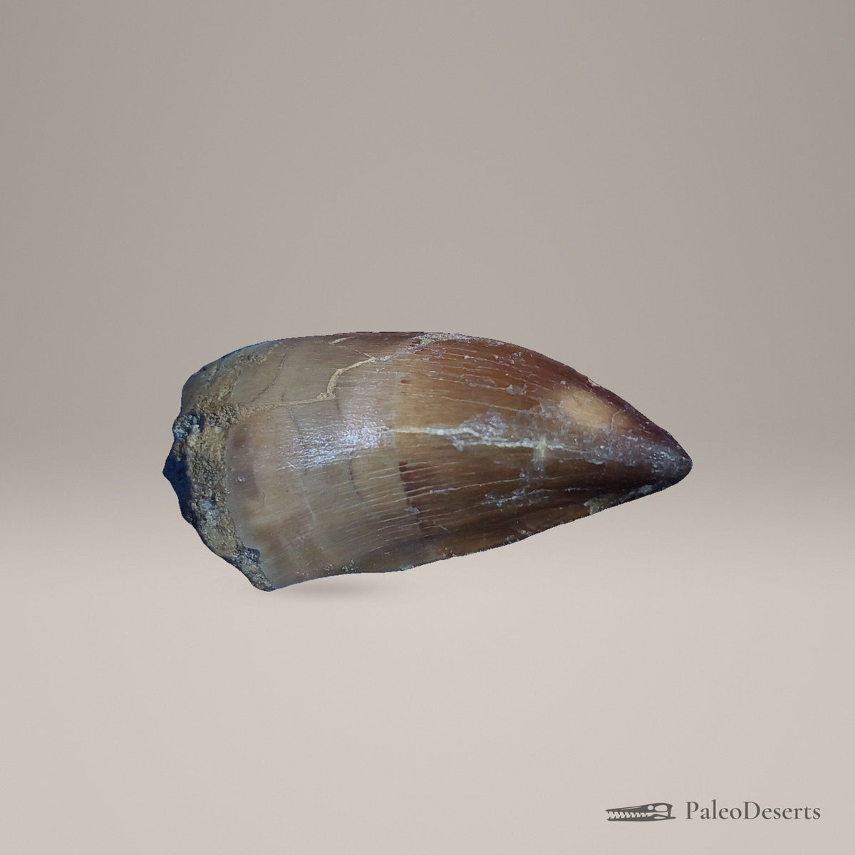 Prognathodon Mosasaur Tooth Fossil – second view