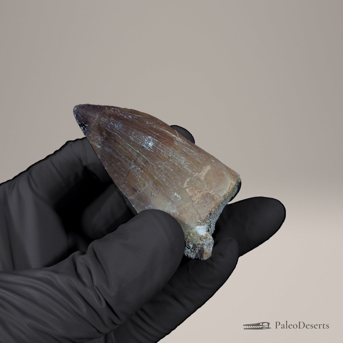 Prognathodon Mosasaur Tooth Fossil – 2.0 in (5.0 cm), Morocco – Specimen M-56 – view 5
