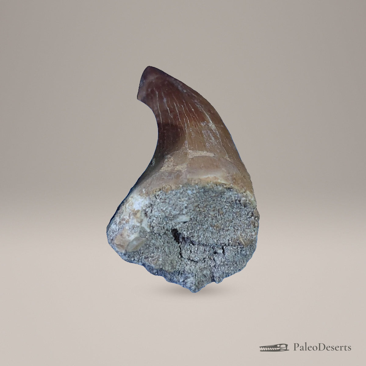Prognathodon Mosasaur Tooth Fossil – 2.0 in (5.0 cm), Morocco – Specimen M-56 – view 3