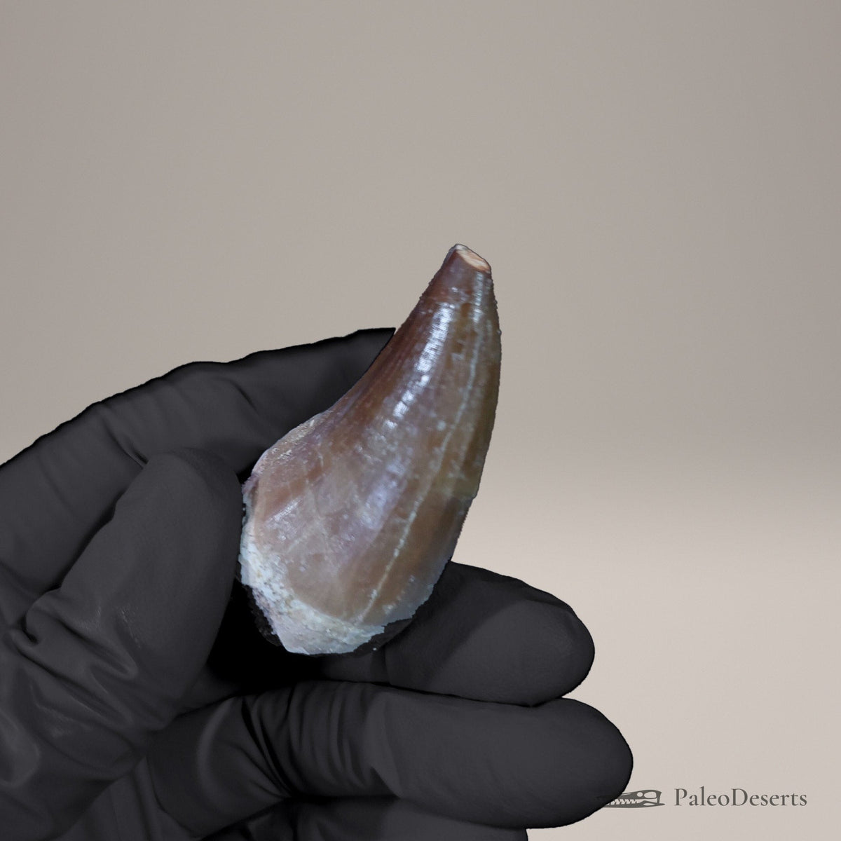 Prognathodon Mosasaur Tooth Fossil – 2.0 in (5.2 cm), Morocco – view 5