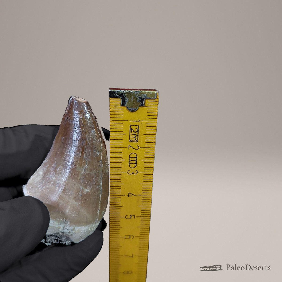 Prognathodon Mosasaur Tooth Fossil – 2.0 in (5.2 cm), Morocco – view 8