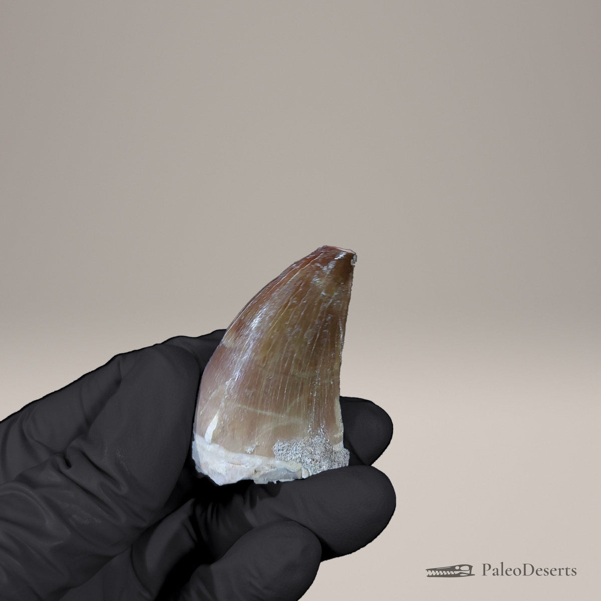 Prognathodon Mosasaur Tooth Fossil – 2.0 in (5.2 cm), Morocco – view 6