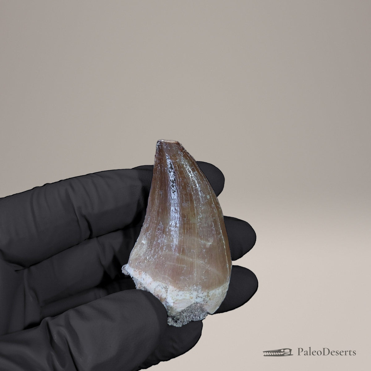 Prognathodon Mosasaur Tooth Fossil – 2.0 in (5.2 cm), Morocco – view 1