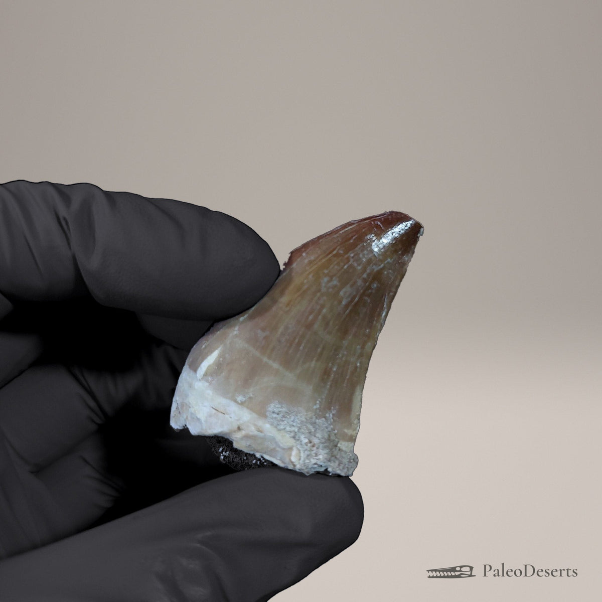 Prognathodon Mosasaur Tooth Fossil – 2.0 in (5.2 cm), Morocco – view 3