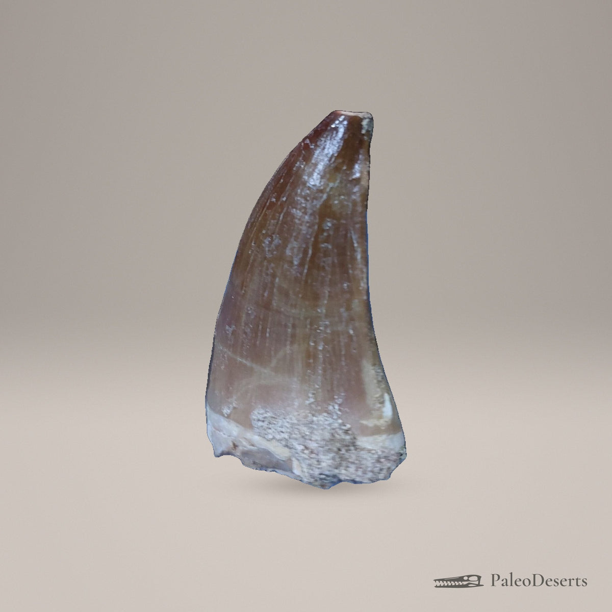 Prognathodon Mosasaur Tooth Fossil – second view