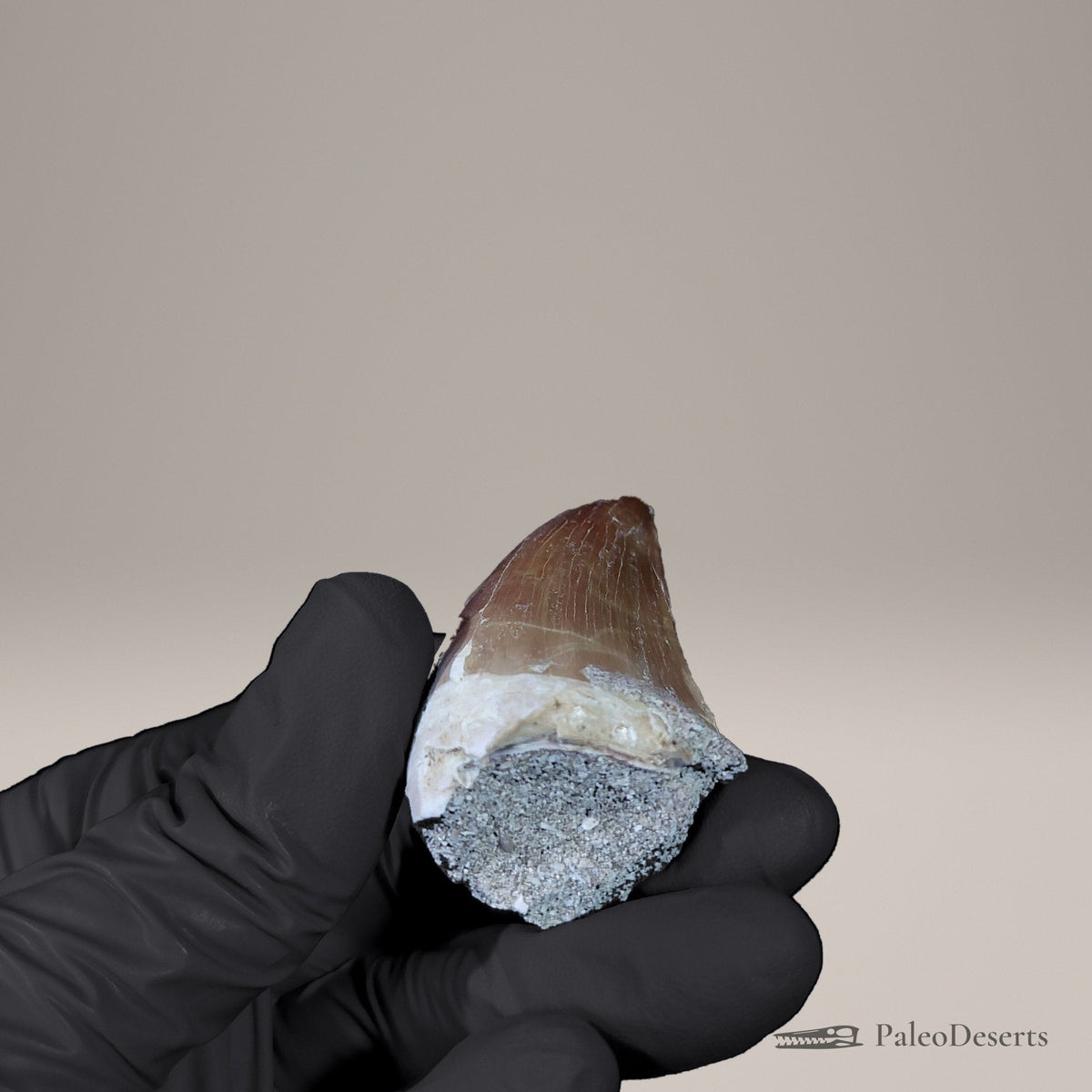 Prognathodon Mosasaur Tooth Fossil – 2.0 in (5.2 cm), Morocco – view 7