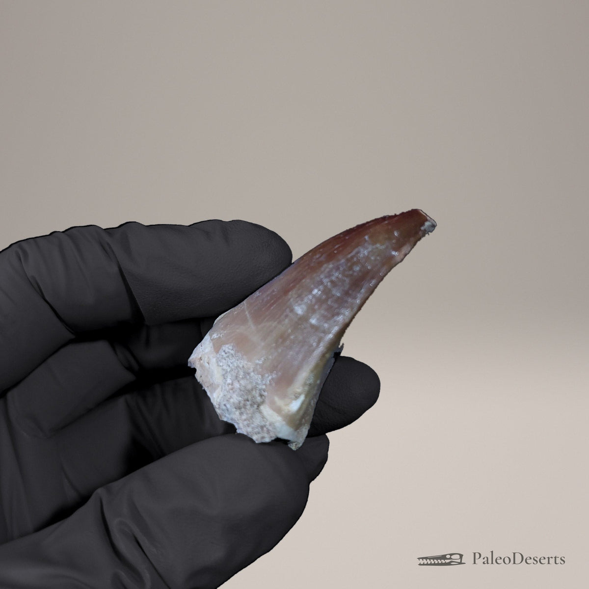 Prognathodon Mosasaur Tooth Fossil – 2.0 in (5.2 cm), Morocco – view 4