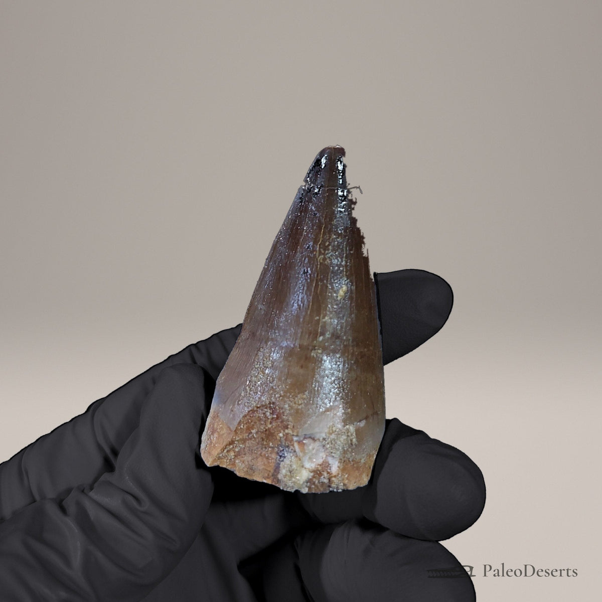 Prognathodon Mosasaur Tooth Fossil – 2.2 in (5.6 cm), Morocco