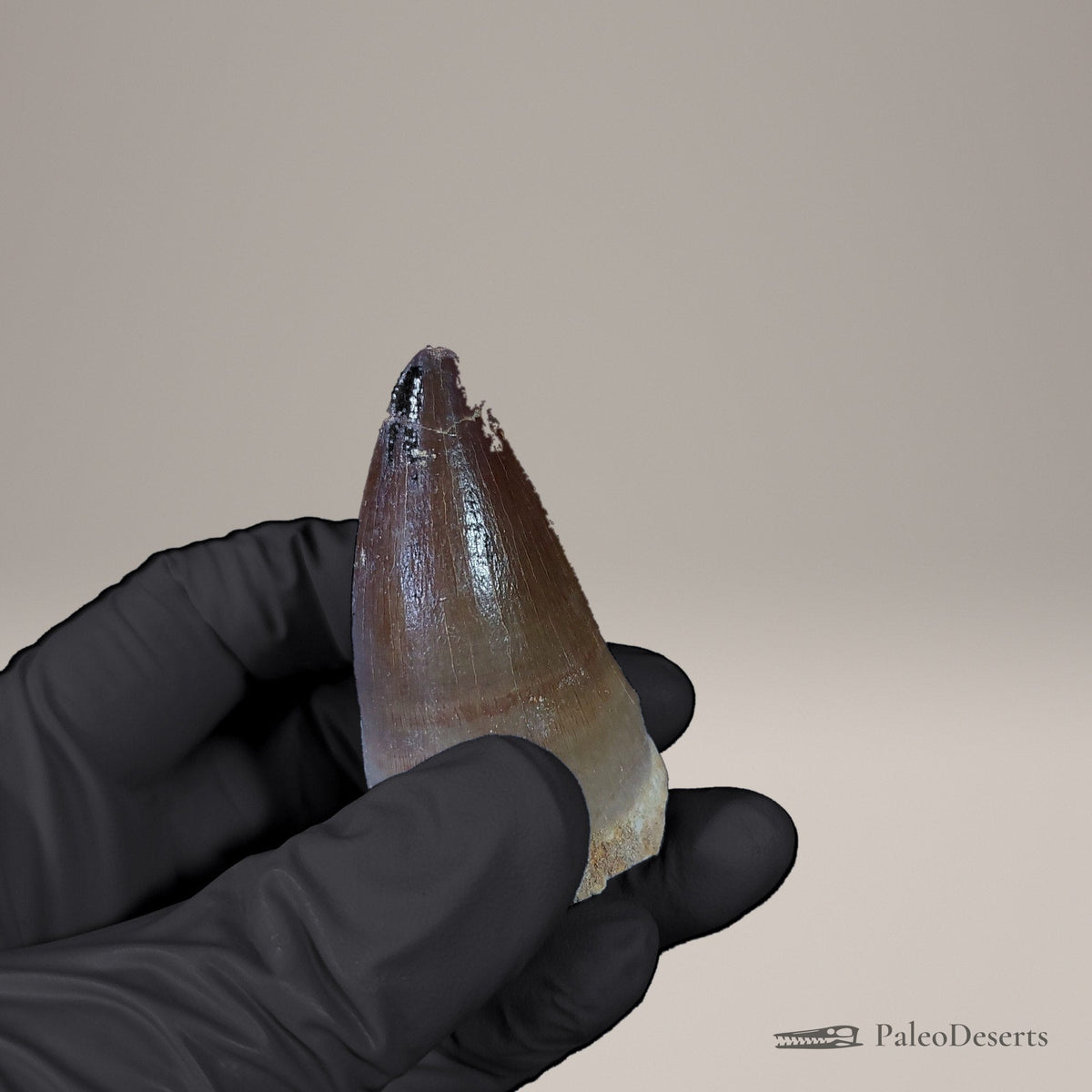 Prognathodon Mosasaur Tooth Fossil – 2.2 in (5.6 cm), Morocco – view 7