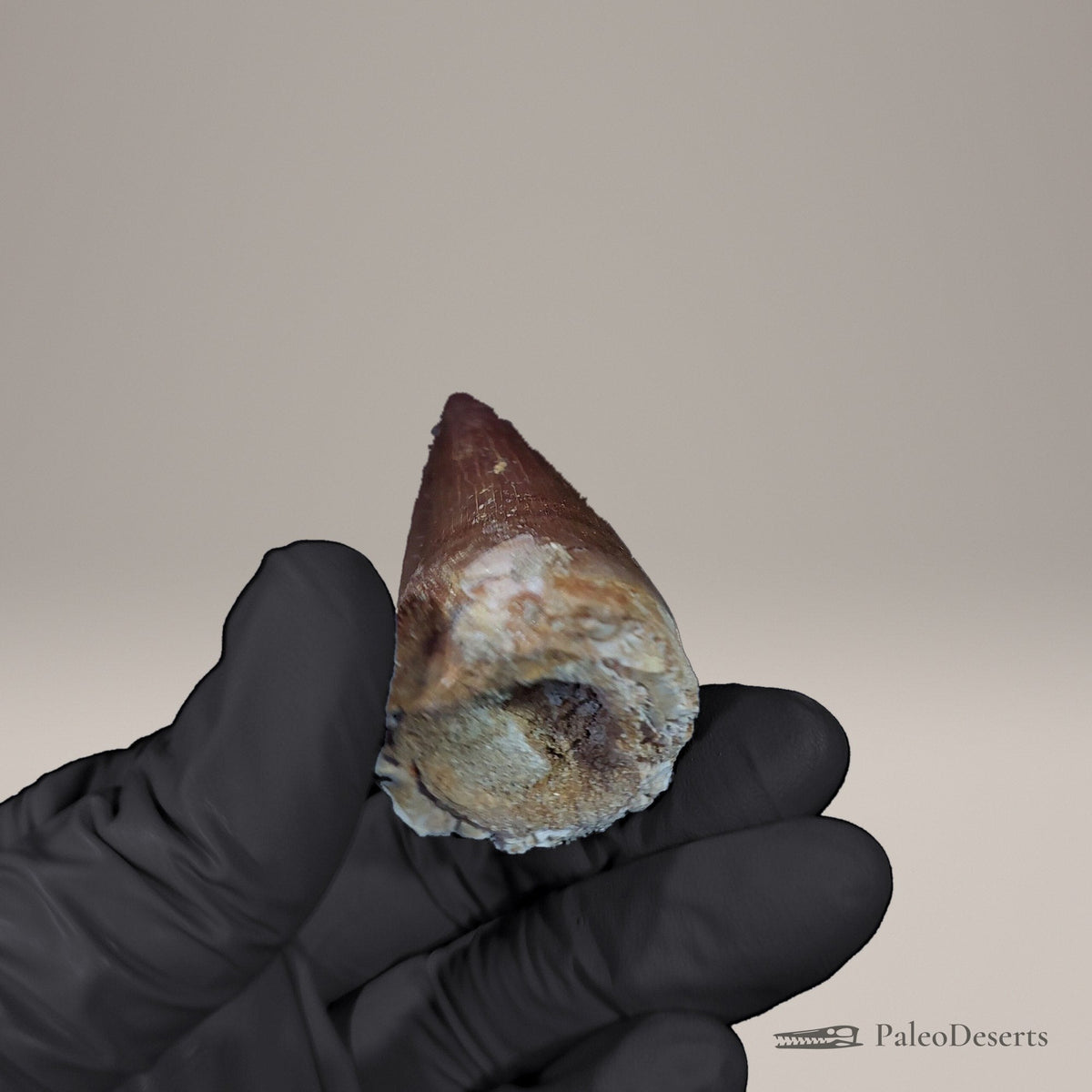 Prognathodon Mosasaur Tooth Fossil