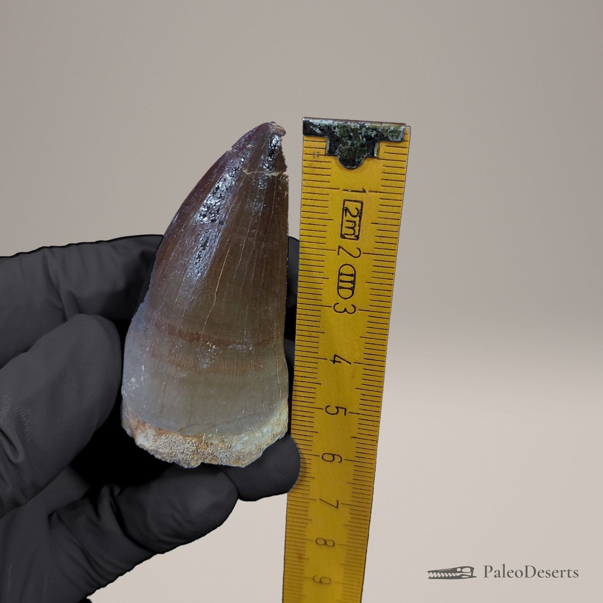 Prognathodon Mosasaur Tooth Fossil – 2.2 in (5.6 cm), Morocco – view 8