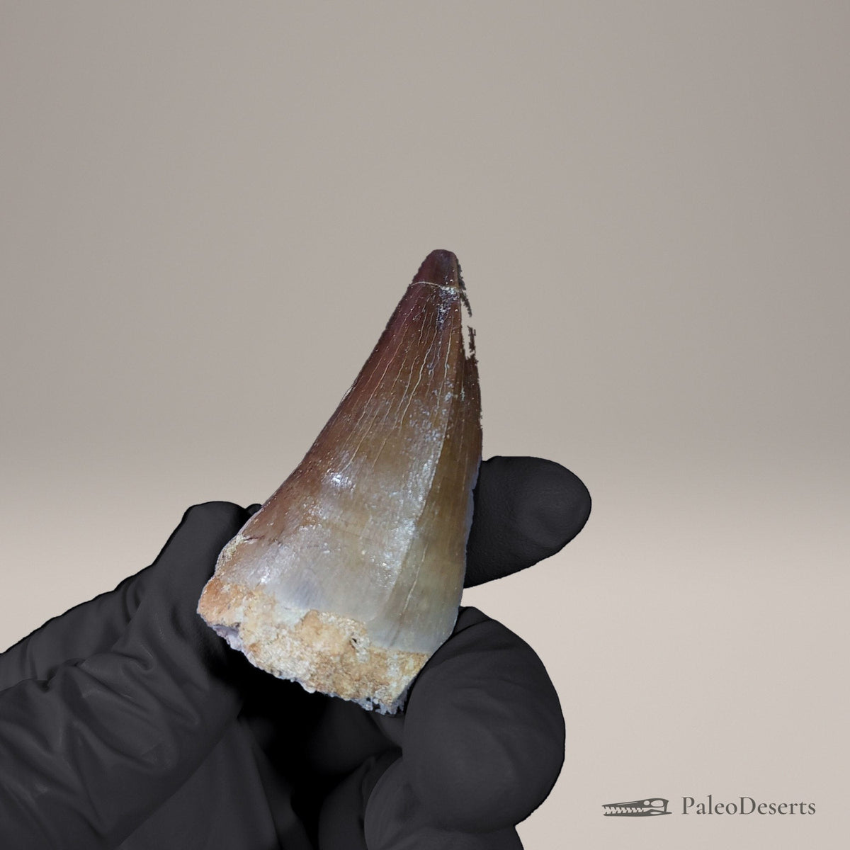 Prognathodon Mosasaur Tooth Fossil – 2.2 in (5.6 cm), Morocco – view 4