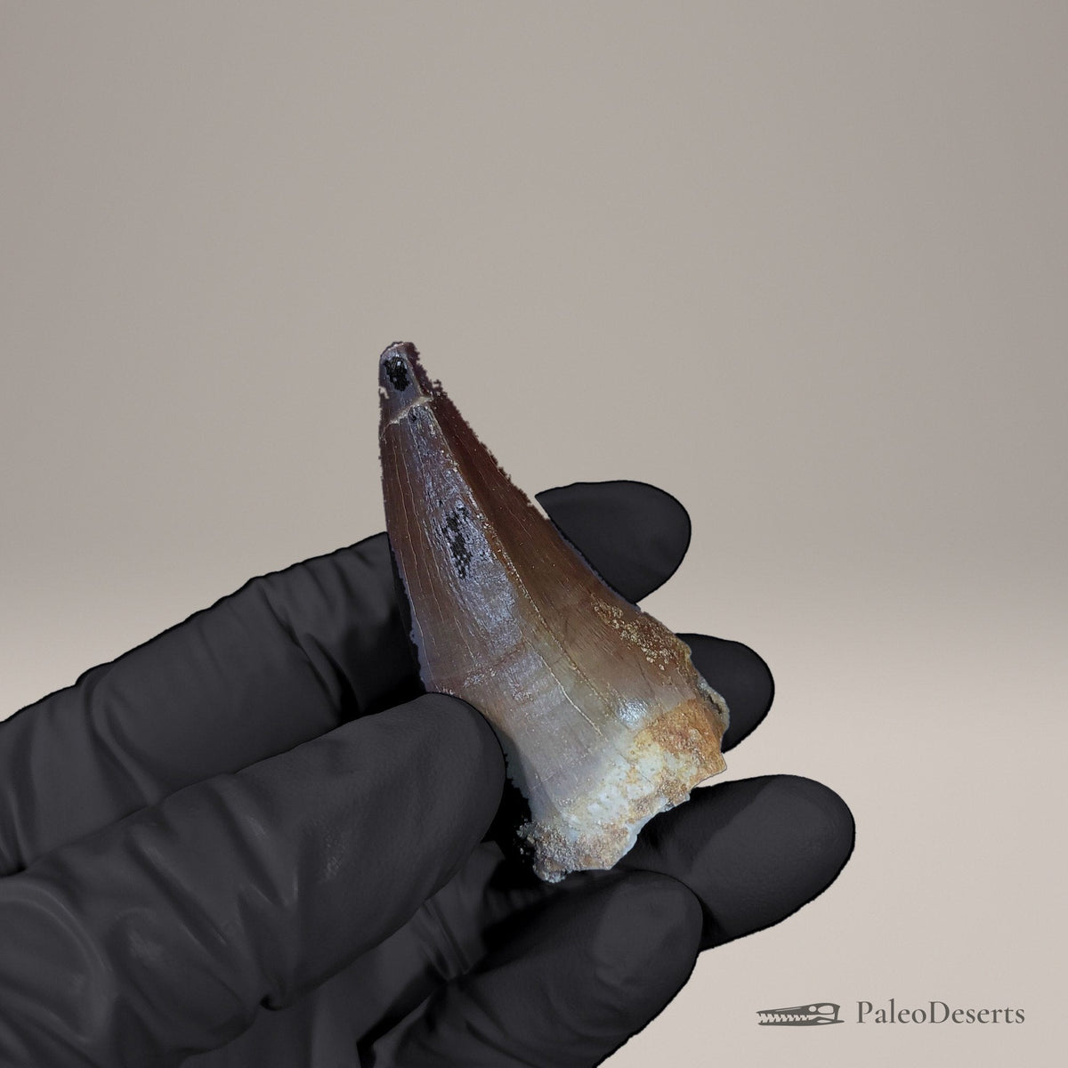 Prognathodon Mosasaur Tooth Fossil – 2.2 in (5.6 cm), Morocco – view 6