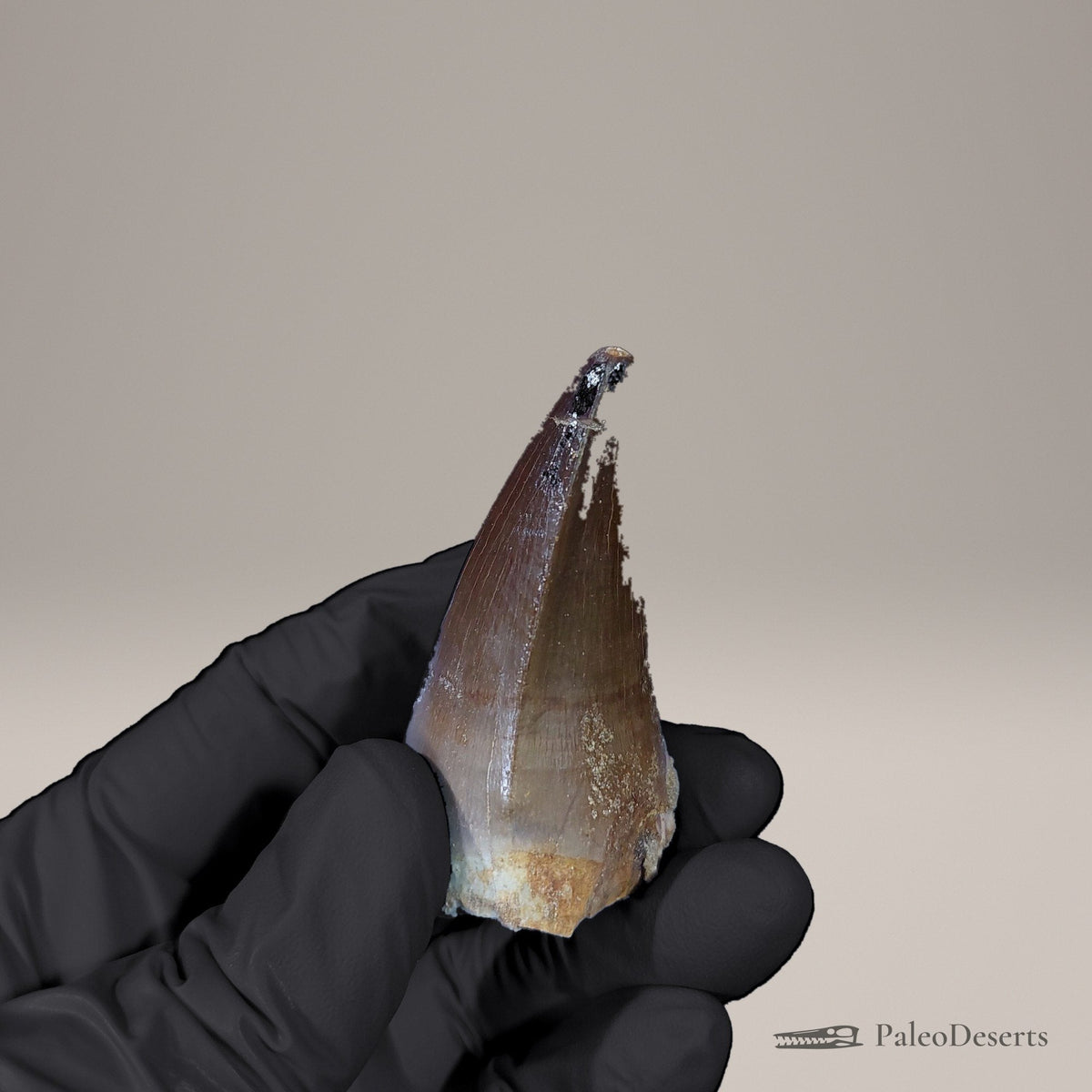 Prognathodon Mosasaur Tooth Fossil – 2.2 in (5.6 cm), Morocco – view 3