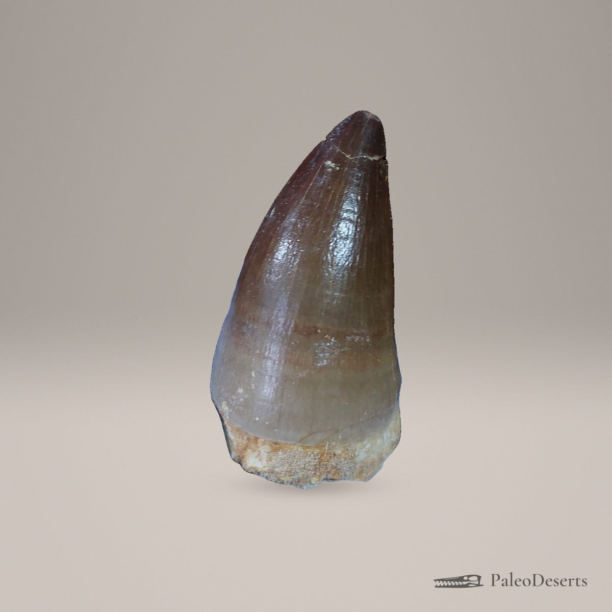 Prognathodon Mosasaur Tooth Fossil – 2.2 in (5.6 cm), Morocco – view 2
