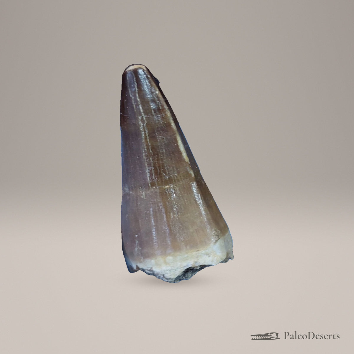 Prognathodon Mosasaur Tooth Fossil – second view