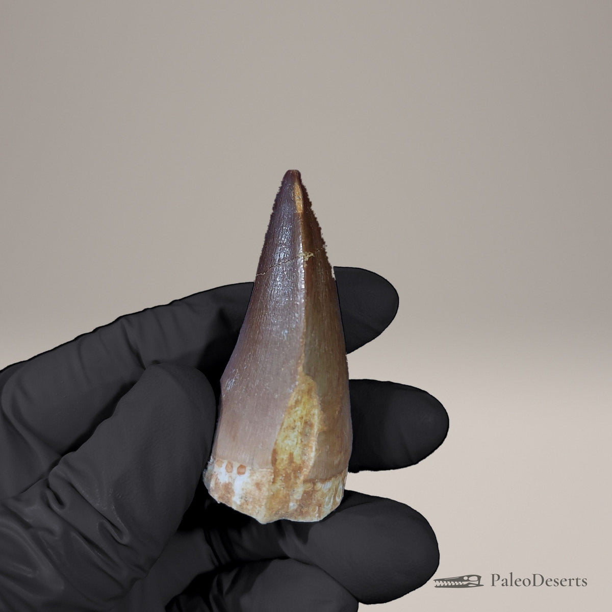 Prognathodon Mosasaur Tooth Fossil – 2.3 in (5.8 cm), Morocco – view 5