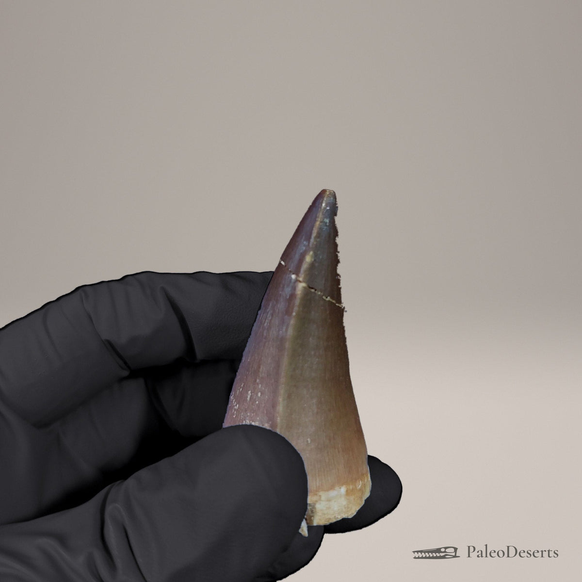 Prognathodon Mosasaur Tooth Fossil – 2.3 in (5.8 cm), Morocco – view 4