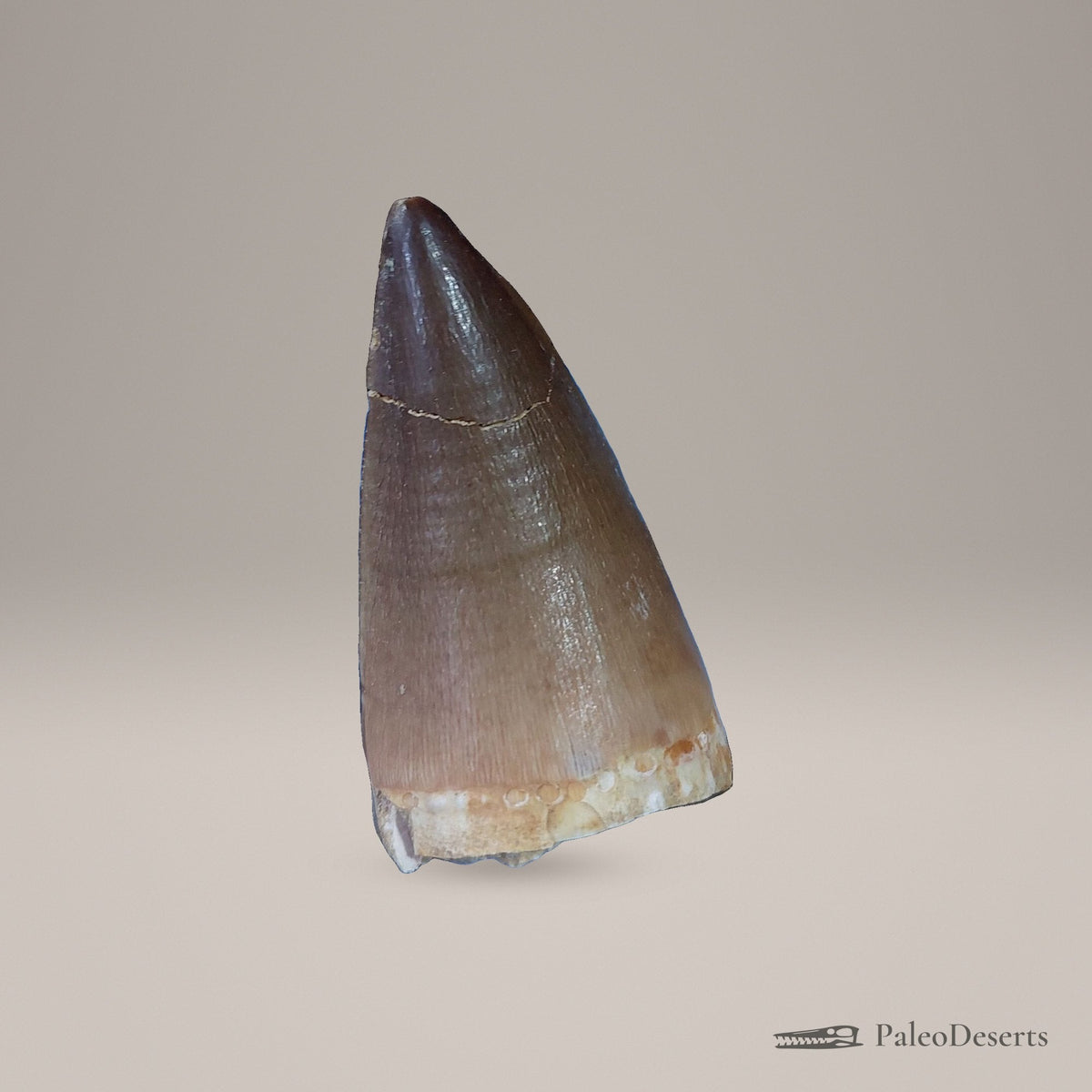 Prognathodon Mosasaur Tooth Fossil – 2.3 in (5.8 cm), Morocco – view 2